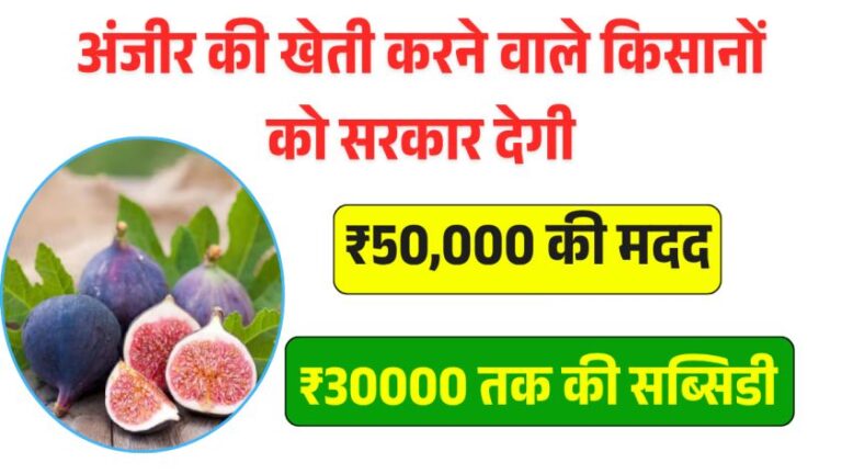 Bihar Anjeer Vikas Yojana